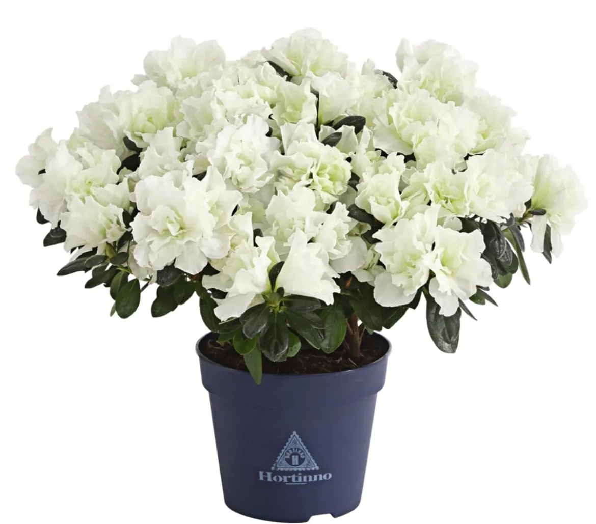 Zimmerazalee - Rhododendron simsii 'Christine Belli'