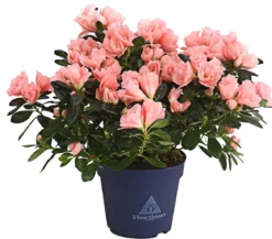 Zimmerazalee - Rhododendron simsii 'Christine®Matton'