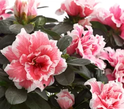Zimmerazalee - Rhododendron simsii, zweifarbig