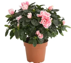 Zimmerazalee - Rhododendron simsii, zweifarbig