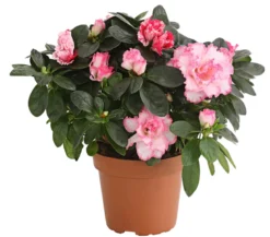 Zimmerazalee - Rhododendron simsii, zweifarbig