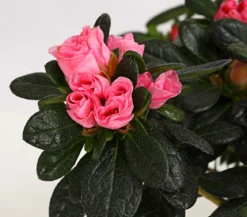 Zimmerazalee - Rhododendron simsii 'Scherrer'