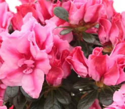 Zimmerazalee - Rhododendron simsii 'Scherrer'