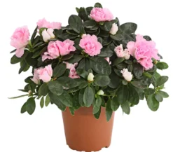 Zimmerazalee - Rhododendron simsii
