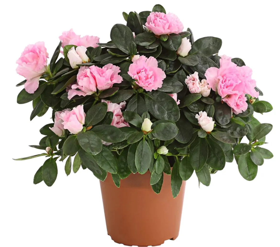 Zimmerazalee - Rhododendron simsii