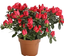 Zimmerazalee - Rhododendron simsii
