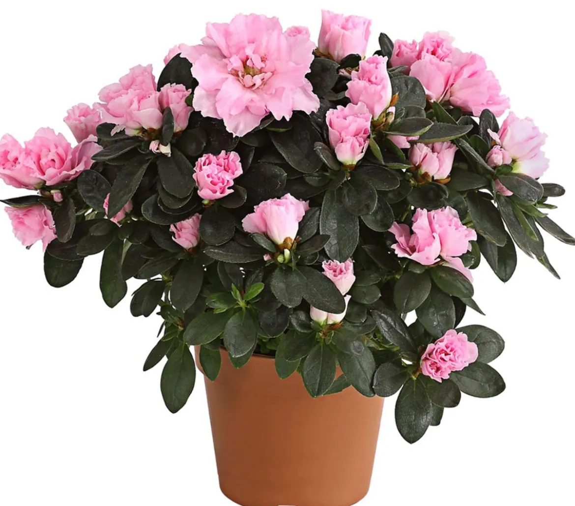 Zimmerazalee - Rhododendron simsii