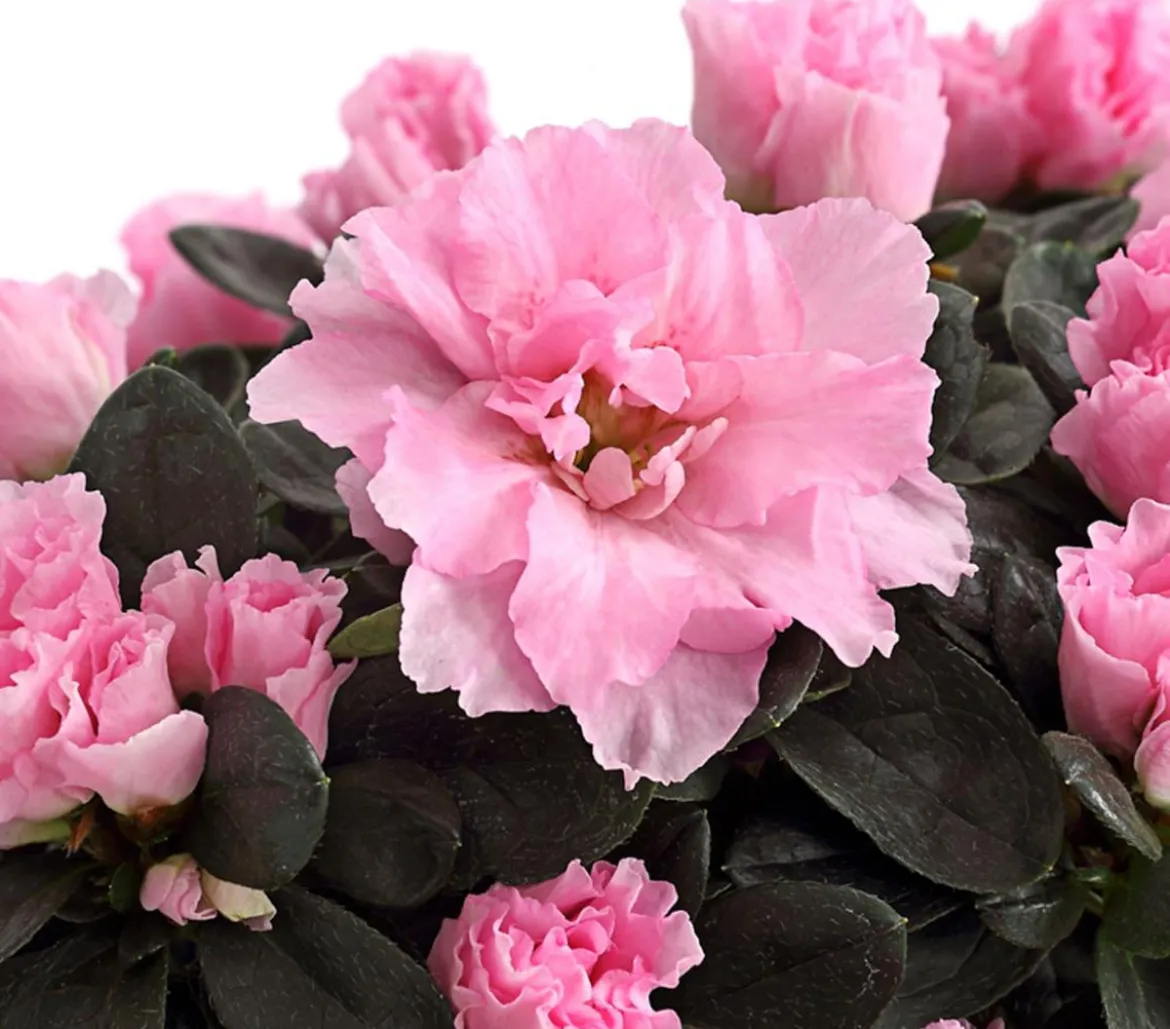 Zimmerazalee - Rhododendron simsii