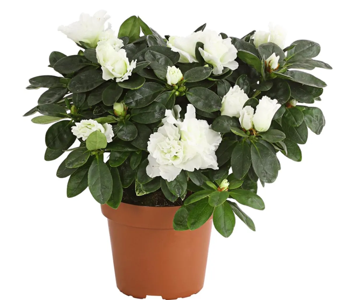 Zimmerazalee - Rhododendron simsii