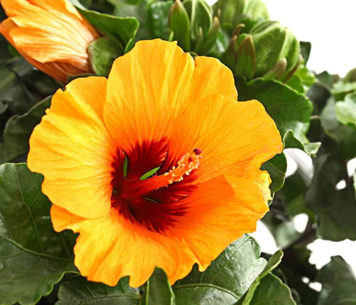 Zimmerhibiskus - Hibiscus rosa-sinensis 'HibisQs® Petit Orange'