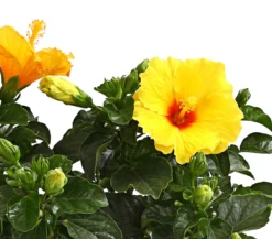 Zimmerhibiskus - Hibiscus rosa-sinensis, verschiedene Farben
