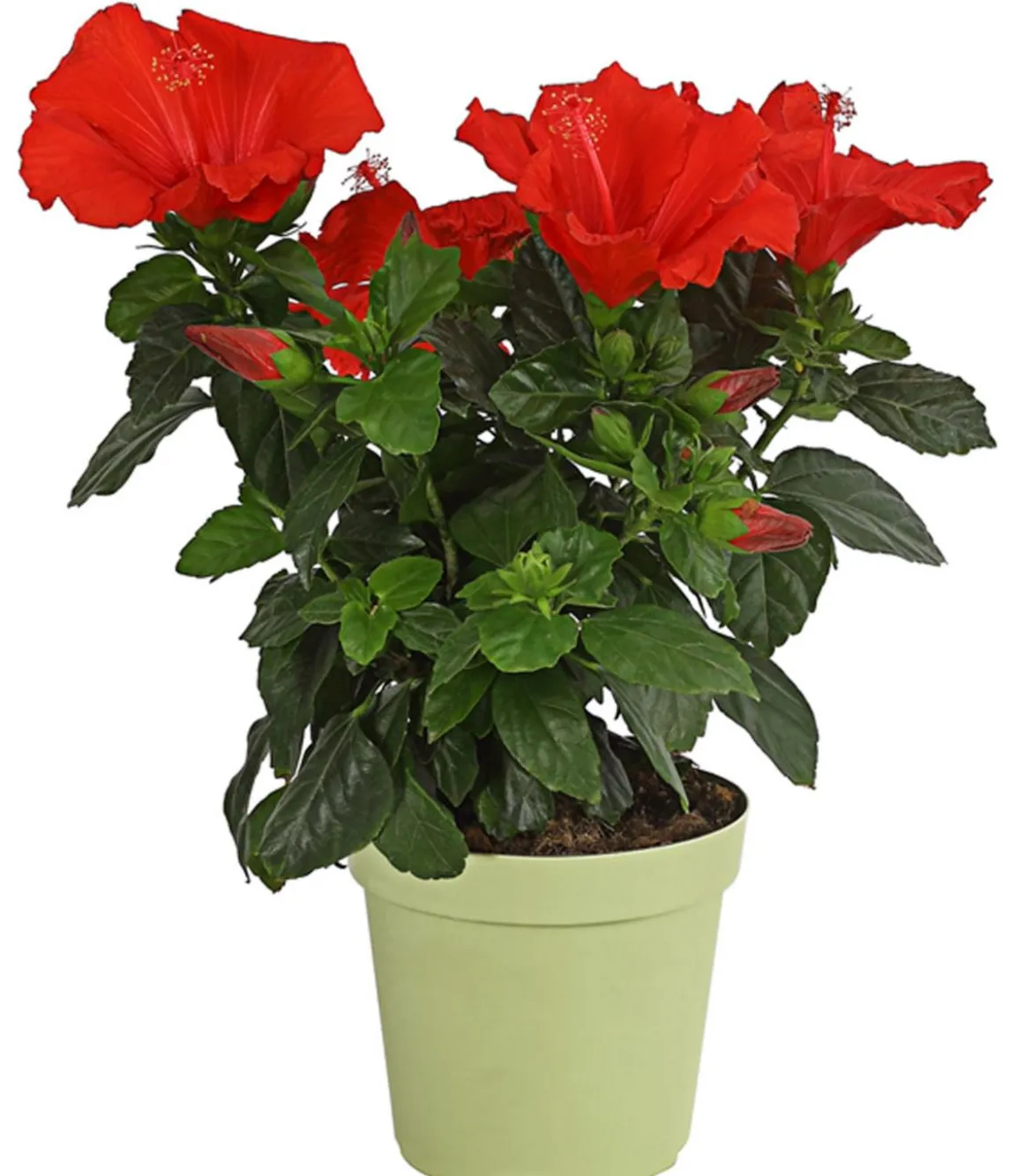 Zimmerhibiskus - Hibiscus rosa-sinensis, verschiedene Farben
