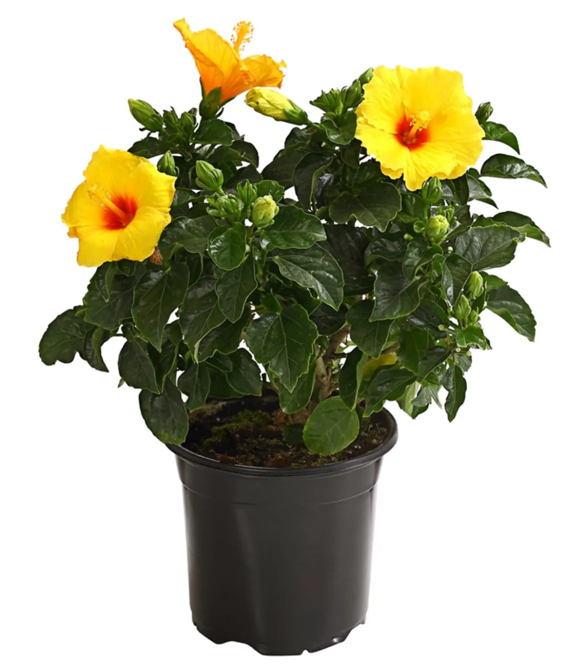 Zimmerhibiskus - Hibiscus rosa-sinensis, verschiedene Farben