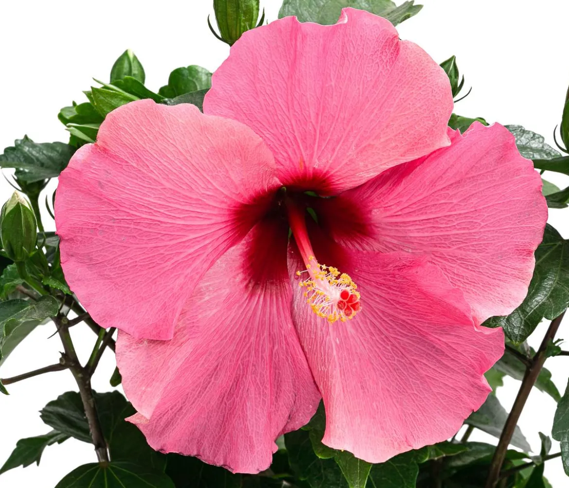 Zimmerhibiskus - Hibiscus rosa-sinensis, verschiedene Farben
