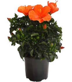 Zimmerhibiskus - Hibiscus rosa-sinensis, verschiedene Farben