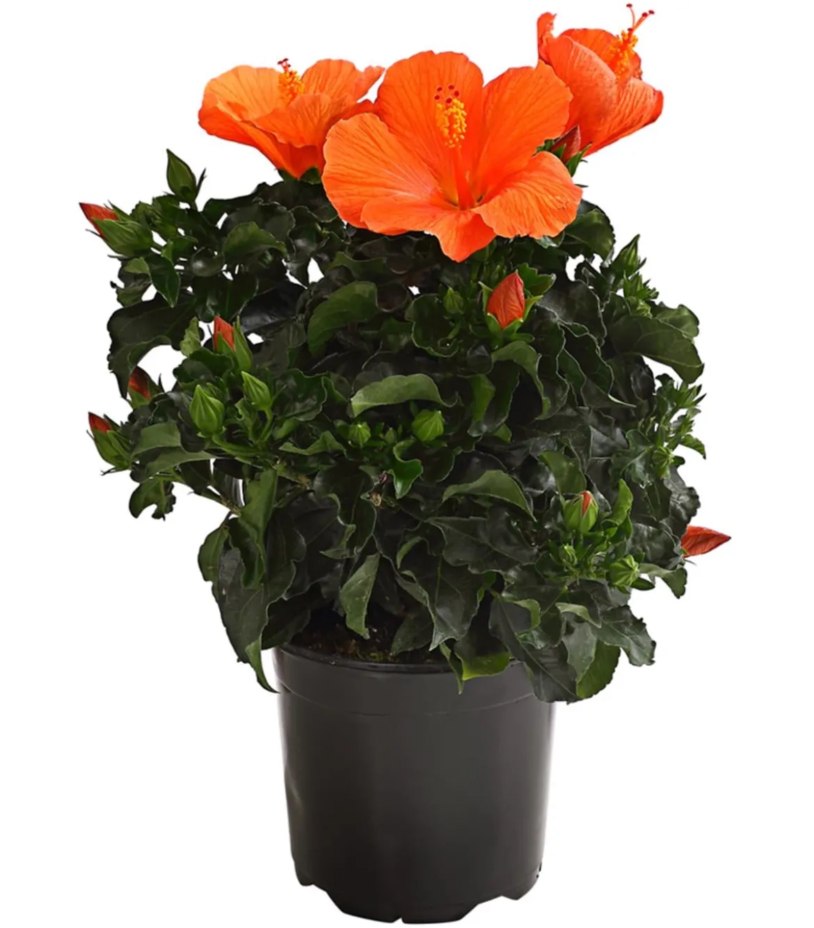Zimmerhibiskus - Hibiscus rosa-sinensis, verschiedene Farben