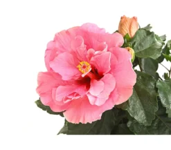 Zimmerhibiskus - Hibiscus rosa-sinensis, gefüllt, verschiedene Farben