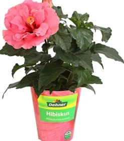 Zimmerhibiskus - Hibiscus rosa-sinensis, gefüllt, verschiedene Farben