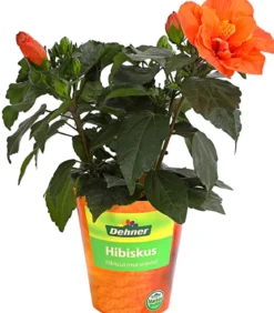 Zimmerhibiskus - Hibiscus rosa-sinensis, gefüllt, verschiedene Farben