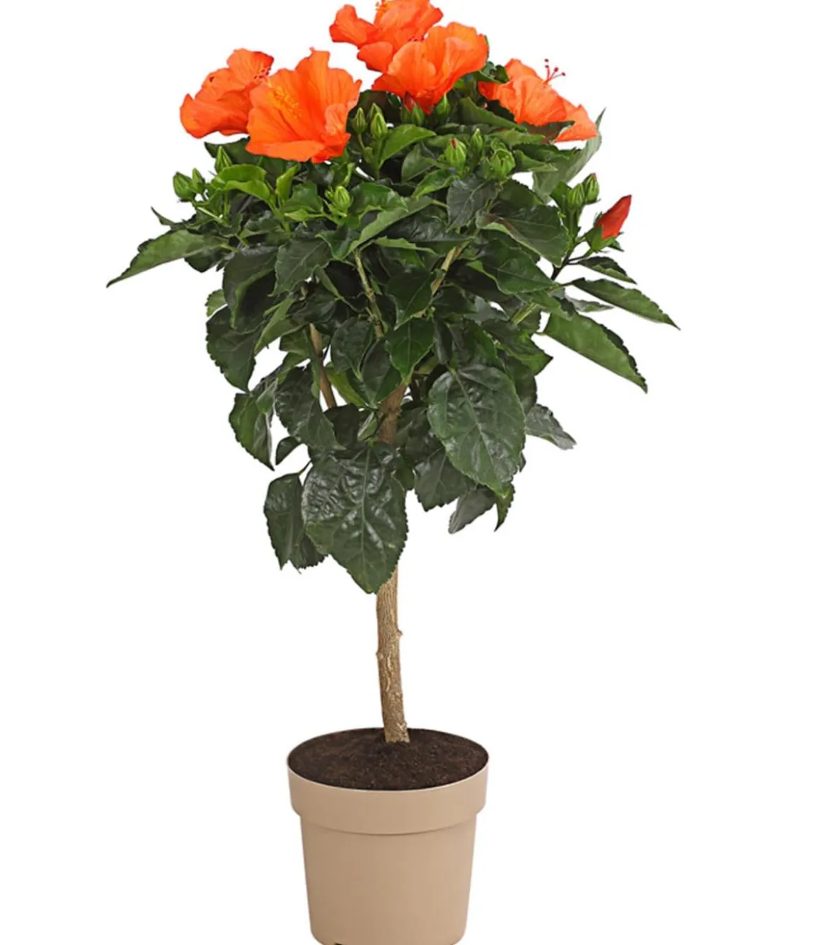Zimmerhibiskus - Hibiscus rosa-sinensis, Stämmchen, verschiedene Farben