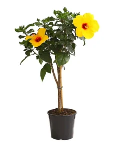 Zimmerhibiskus - Hibiscus rosa-sinensis, Stämmchen, verschiedene Farben