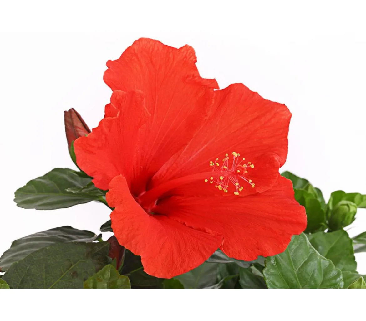 Zimmerhibiskus - Hibiscus rosa-sinensis, Stämmchen, verschiedene Farben