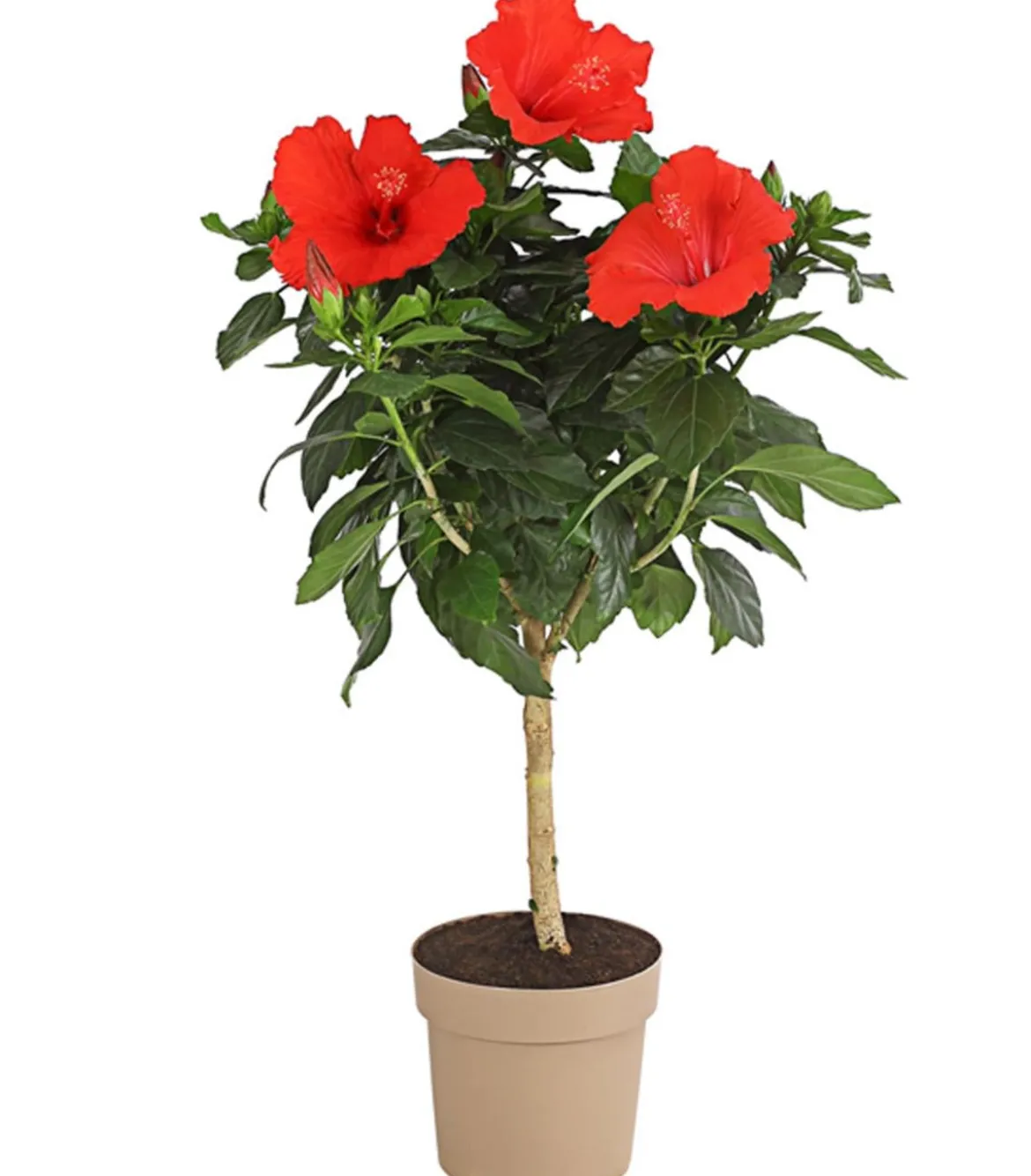 Zimmerhibiskus - Hibiscus rosa-sinensis, Stämmchen, verschiedene Farben