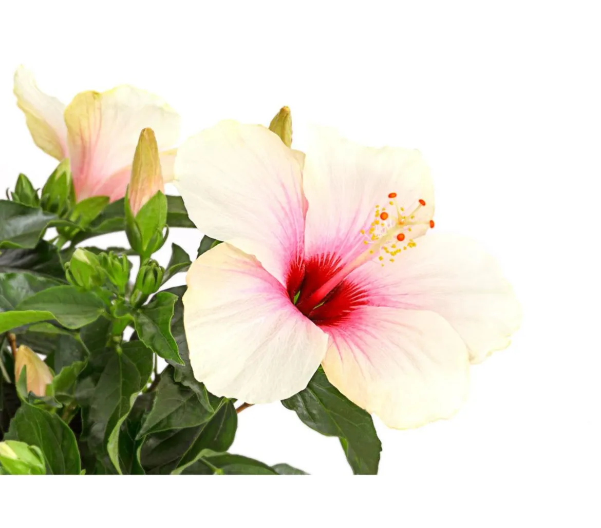 Zimmerhibiskus - Hibiscus rosa-sinensis, Stämmchen, verschiedene Farben