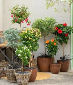 Zimmerhibiskus - Hibiscus rosa-sinensis, Stämmchen, verschiedene Farben