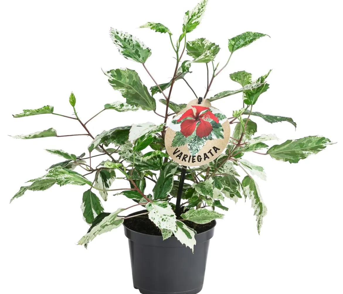 Zimmerhibiskus - Hibiscus rosa-sinensis 'Variegata', panaschiert