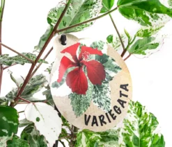 Zimmerhibiskus - Hibiscus rosa-sinensis 'Variegata', panaschiert