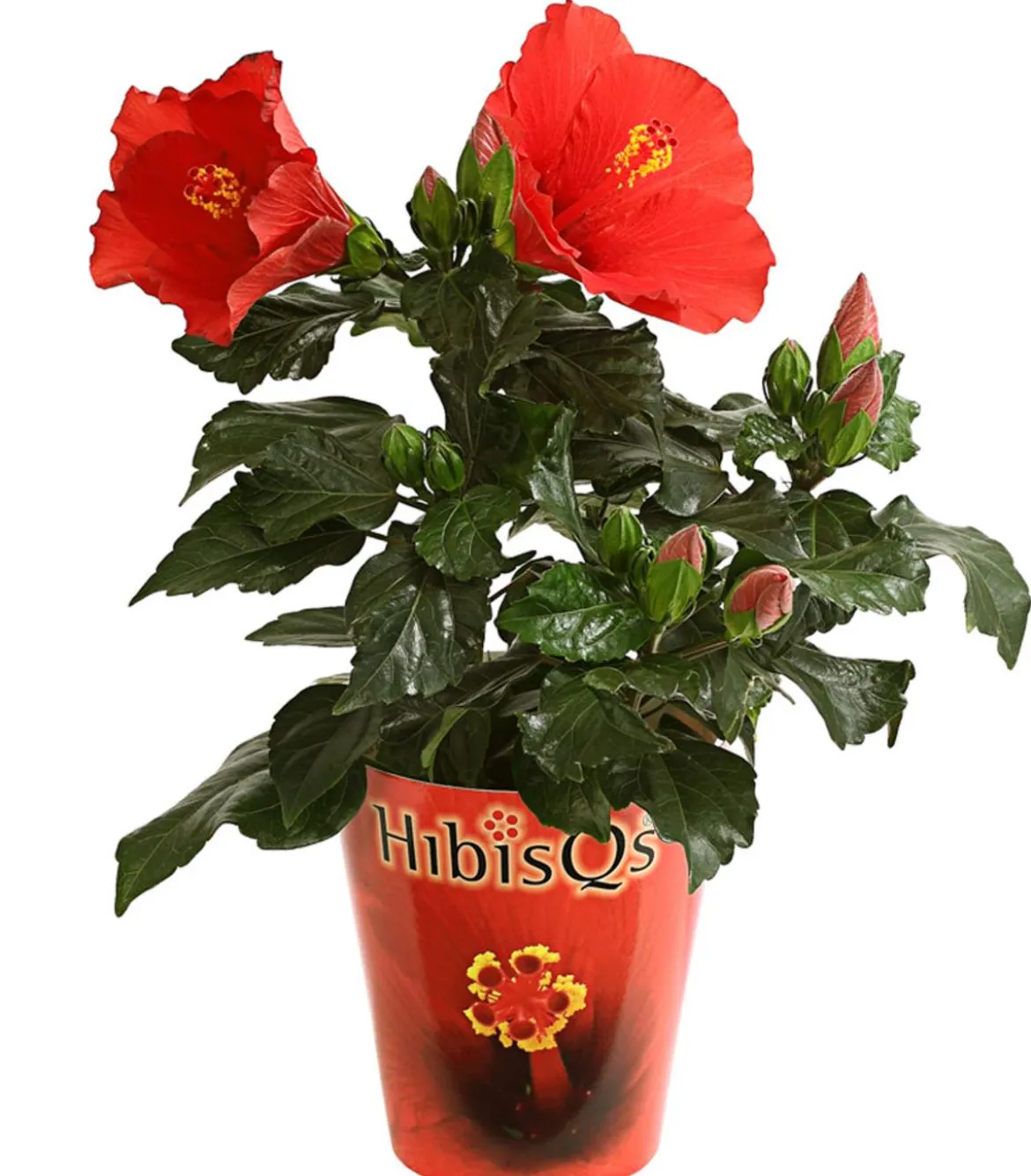 Zimmerhibiskus - Hibiscus rosa-sinensis 'HibisQs®'