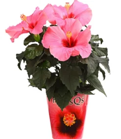 Zimmerhibiskus - Hibiscus rosa-sinensis 'HibisQs®'