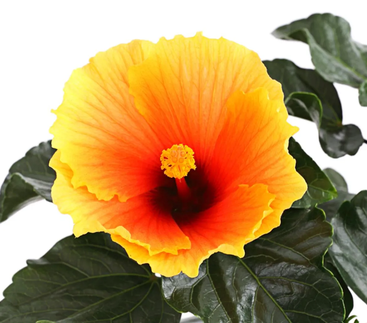 Zimmerhibiskus - Hibiscus rosa-sinensis 'HibisQs®'