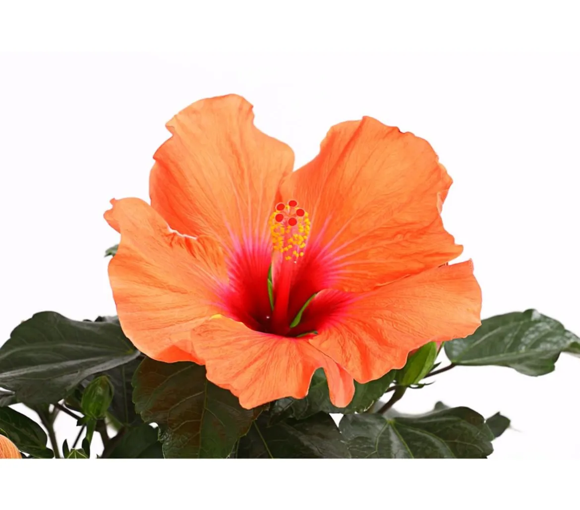 Zimmerhibiskus - Hibiscus rosa-sinensis 'HibisQs®'