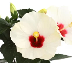 Zimmerhibiskus - Hibiscus rosa-sinensis 'HibisQs®'