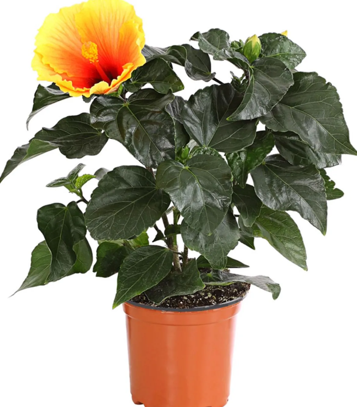 Zimmerhibiskus - Hibiscus rosa-sinensis 'HibisQs®'
