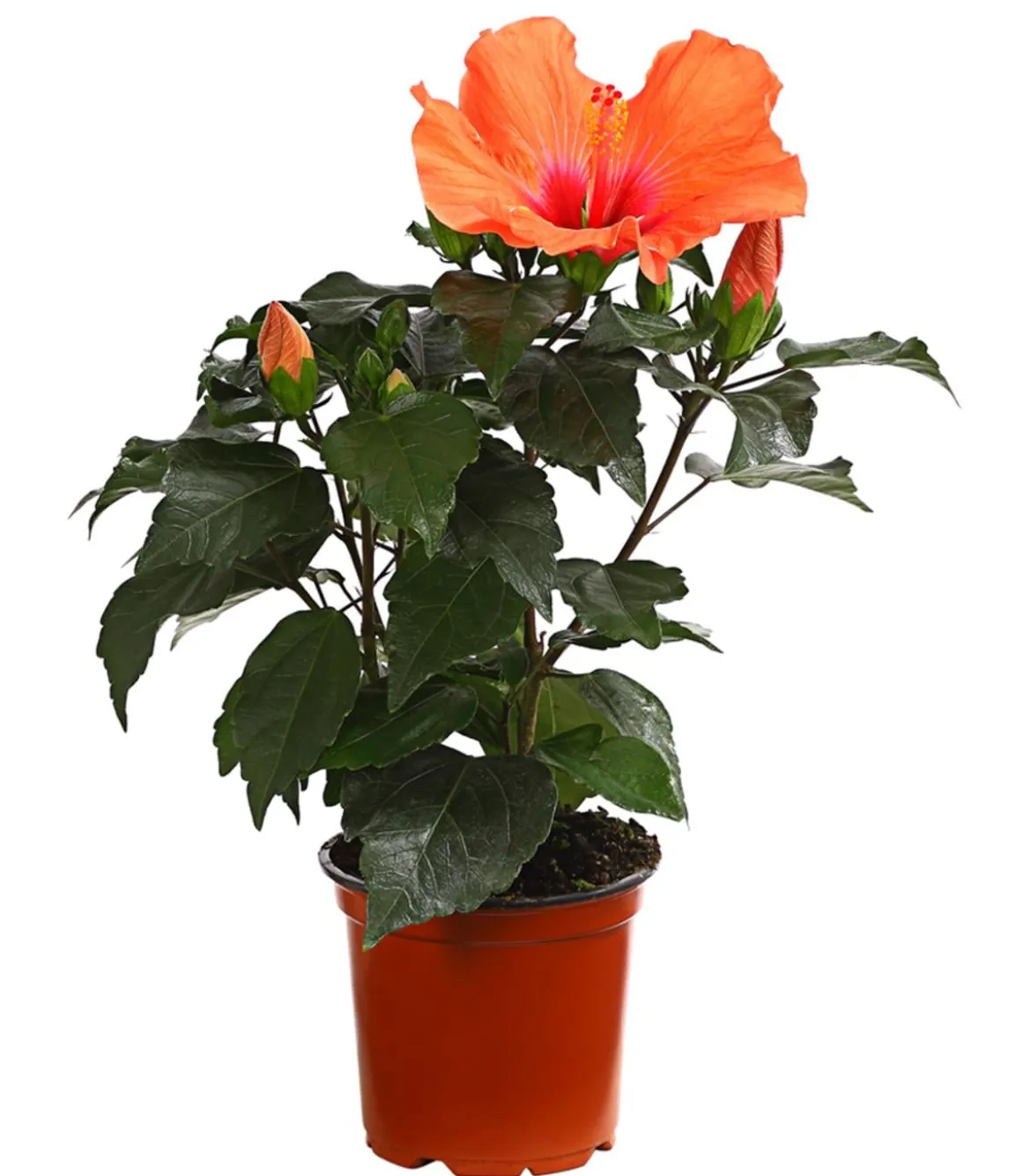 Zimmerhibiskus - Hibiscus rosa-sinensis 'HibisQs®'