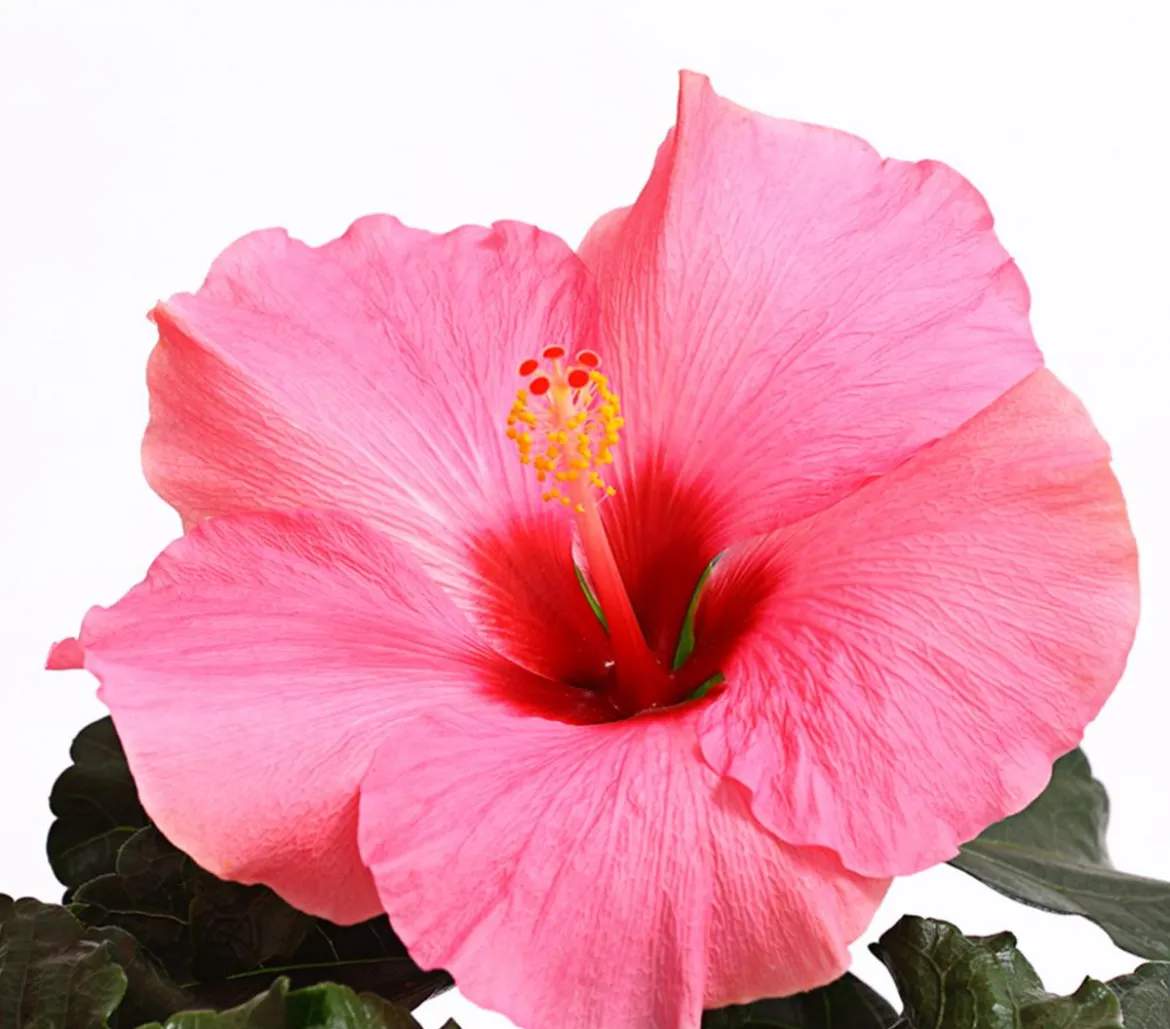 Zimmerhibiskus - Hibiscus rosa-sinensis 'HibisQs®'