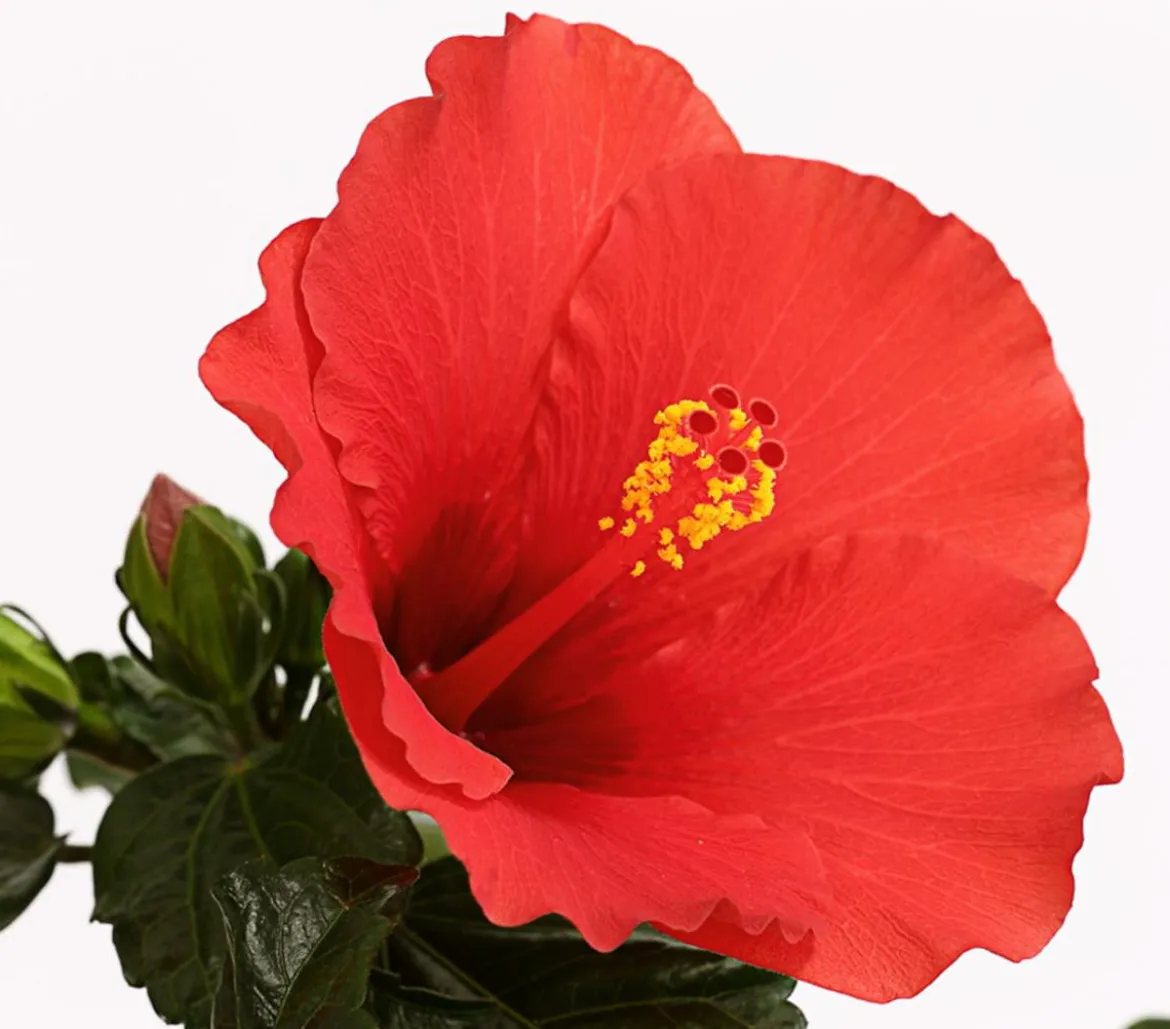 Zimmerhibiskus - Hibiscus rosa-sinensis 'HibisQs®'