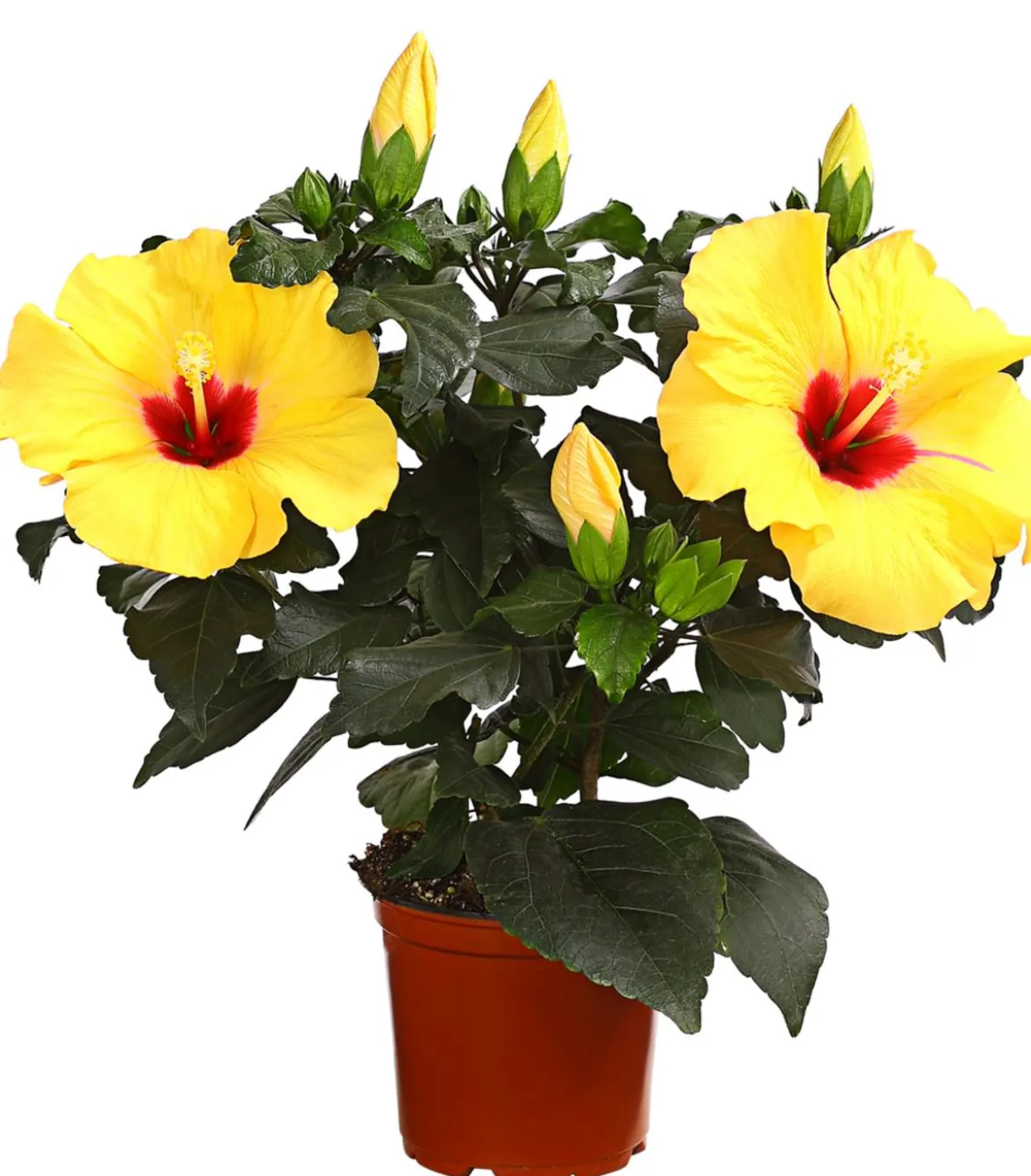 Zimmerhibiskus - Hibiscus rosa-sinensis 'HibisQs®'