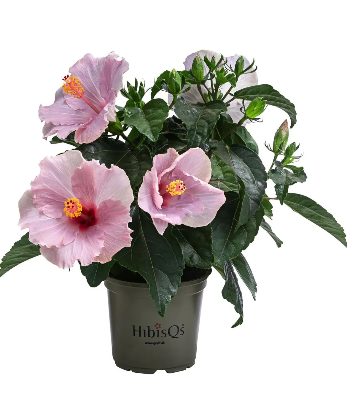 Zimmerhibiskus - Hibiscus rosa-sinensis 'HibisQs®'