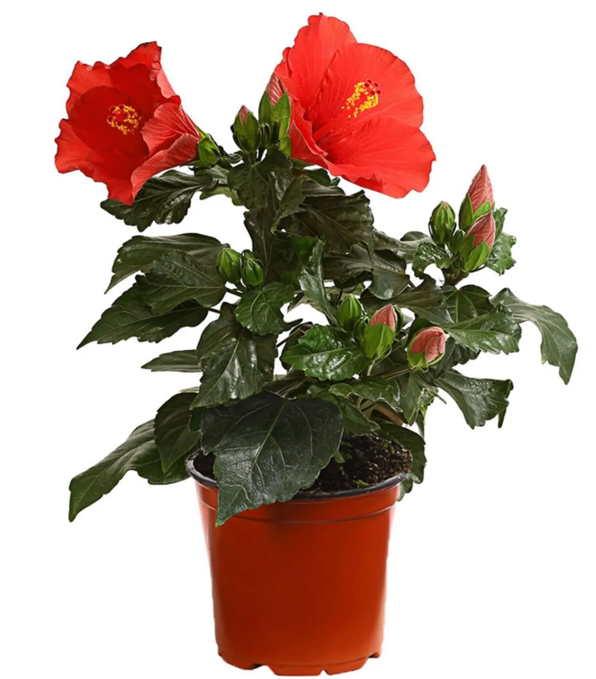 Zimmerhibiskus - Hibiscus rosa-sinensis 'HibisQs®'