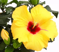 Zimmerhibiskus - Hibiscus rosa-sinensis 'HibisQs®'