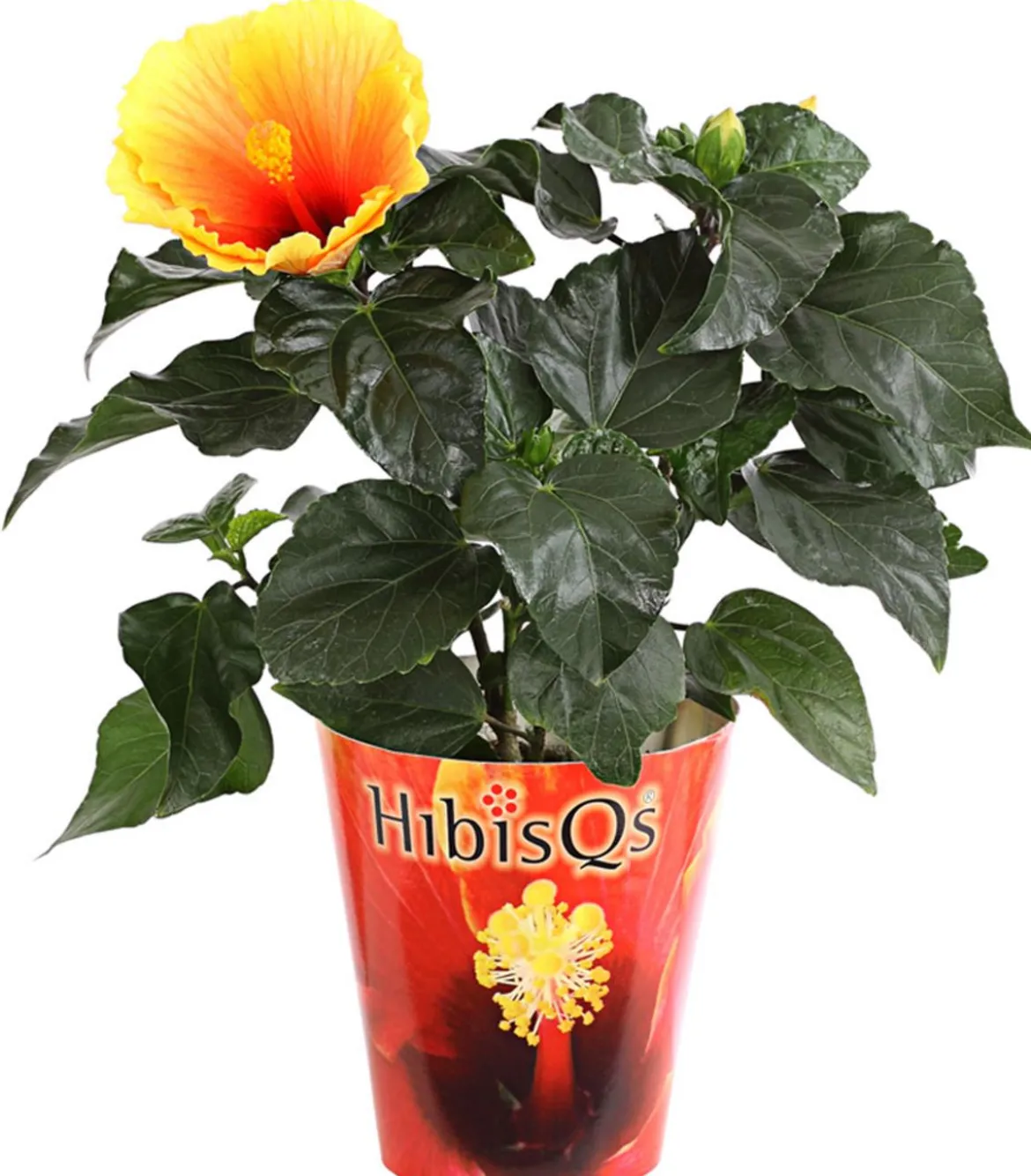 Zimmerhibiskus - Hibiscus rosa-sinensis 'HibisQs®'