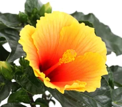 Zimmerhibiskus - Hibiscus rosa-sinensis 'HibisQs®'