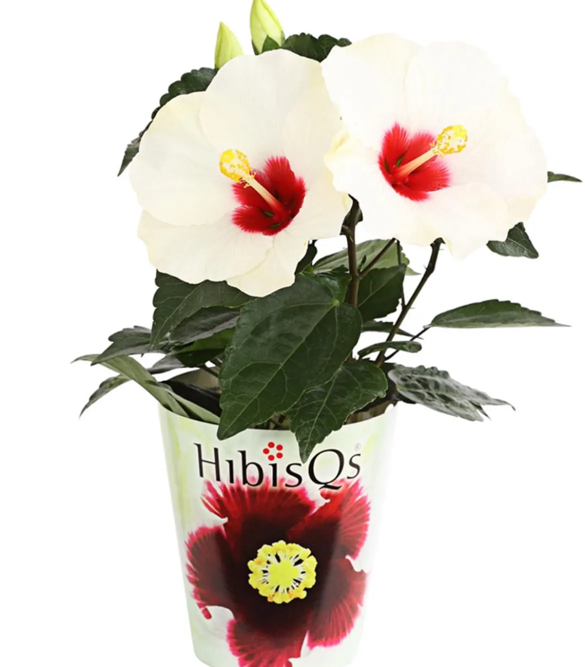 Zimmerhibiskus - Hibiscus rosa-sinensis 'HibisQs®'