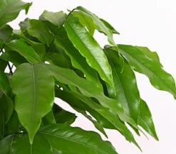 Zimmerkastanie - Castanospermum australe