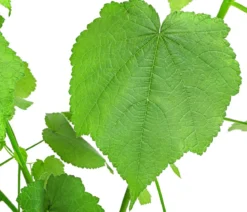Zimmerlinde - Sparmannia africana