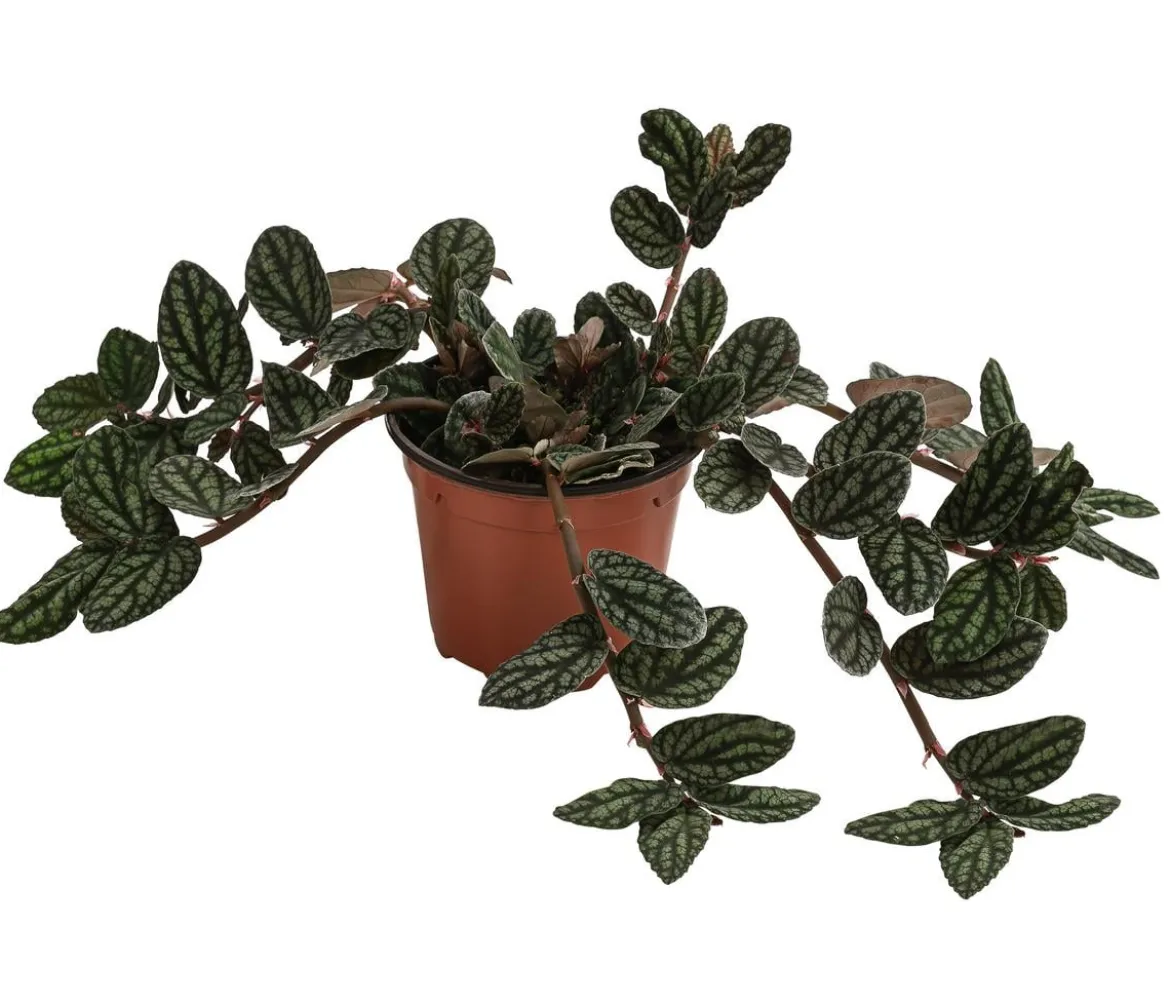 Zimmernessel - Pellionia repens
